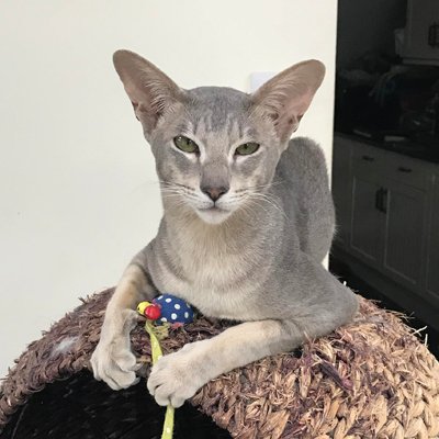 Yoda-Square