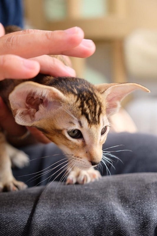 Siamese and Oriental cats and kittens (11)