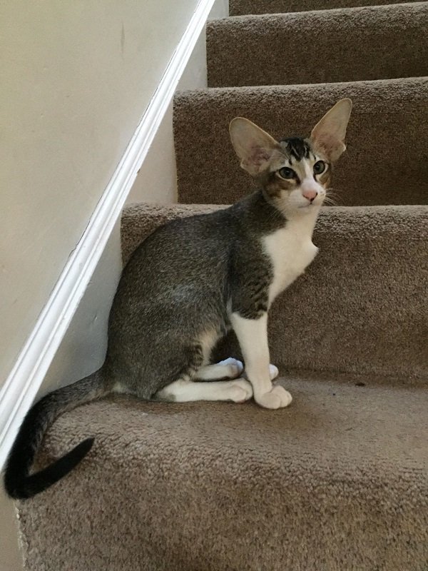 Siamese and Oriental cats and kittens (3)