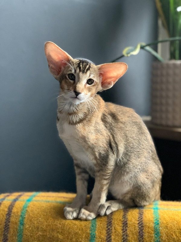 Siamese and Oriental cats and kittens (7)