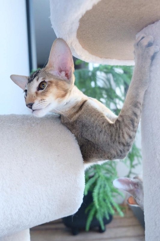 Siamese and Oriental cats and kittens (9)